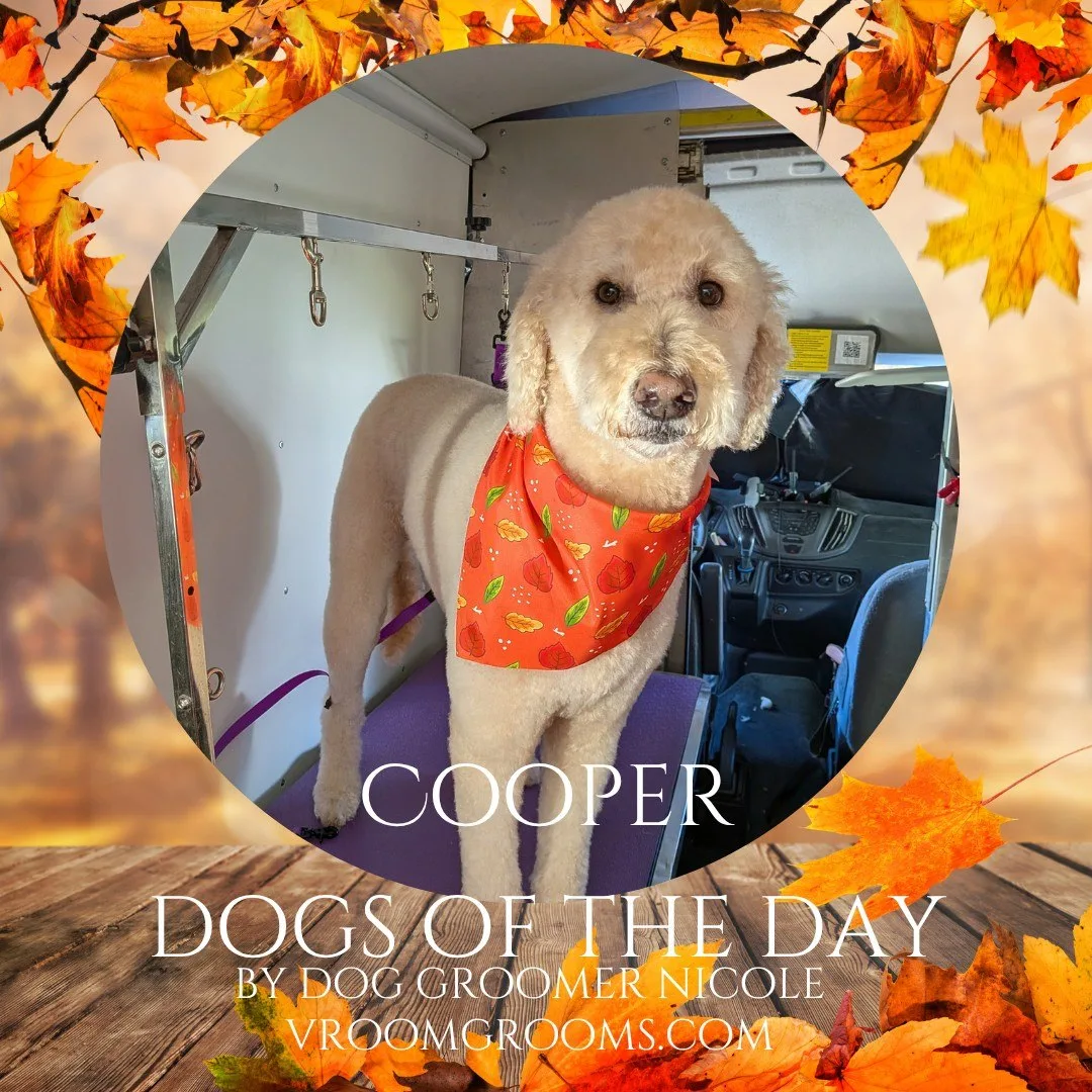 Cooper, a cream colored curly coated doodle standing on a purple grooming table in the van, wearing an orange leaf patterned bandana.