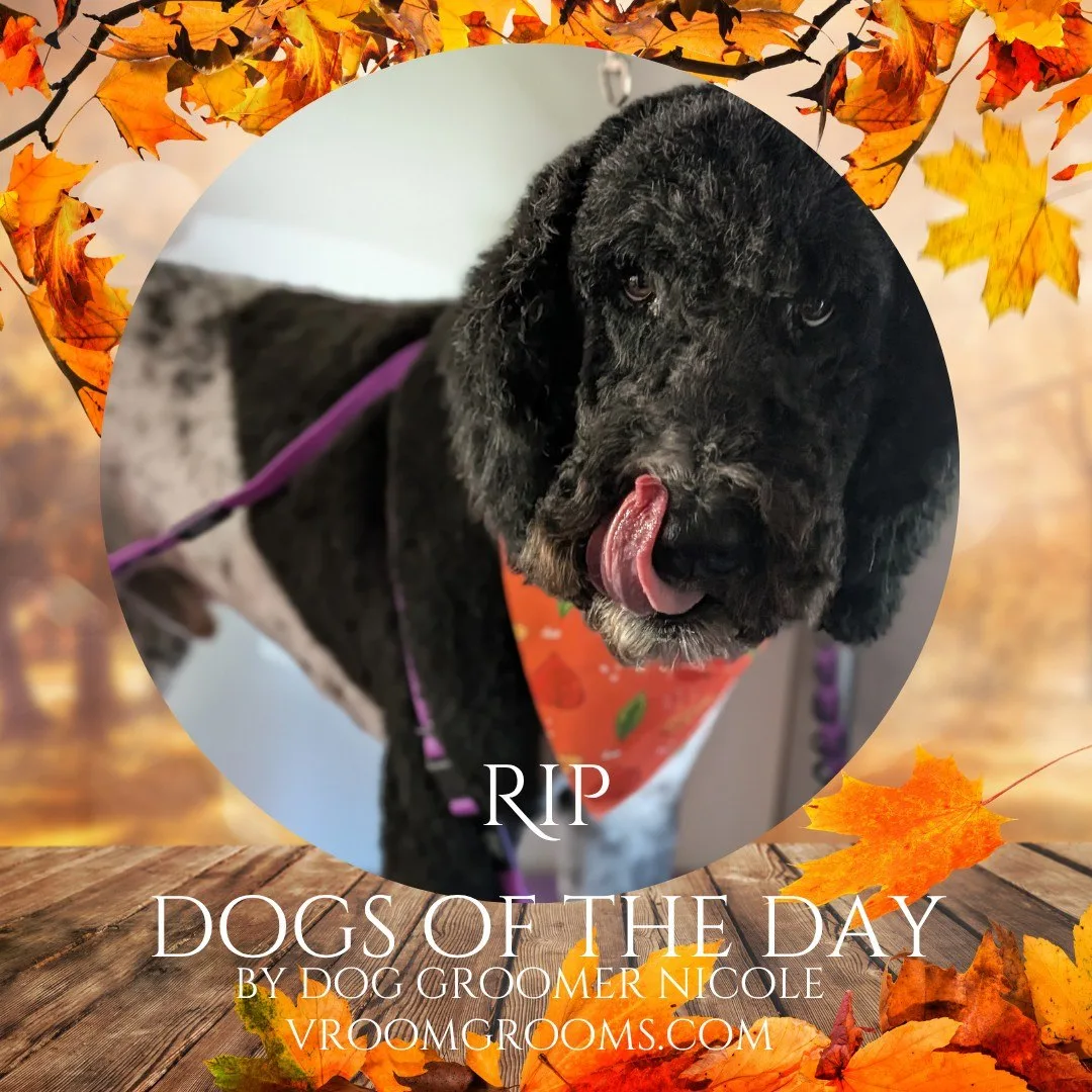 Rip, a black and white curly coated doodle on a purple grooming surface wearing an orange patterned bandana, tongue out.