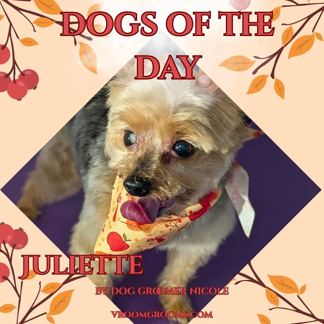 Juliette, a tan and dark grey Yorkie with a topknot and soft silky coat, tongue out, wearing a mustard yellow bandana with an autumn apple and leaf print.
