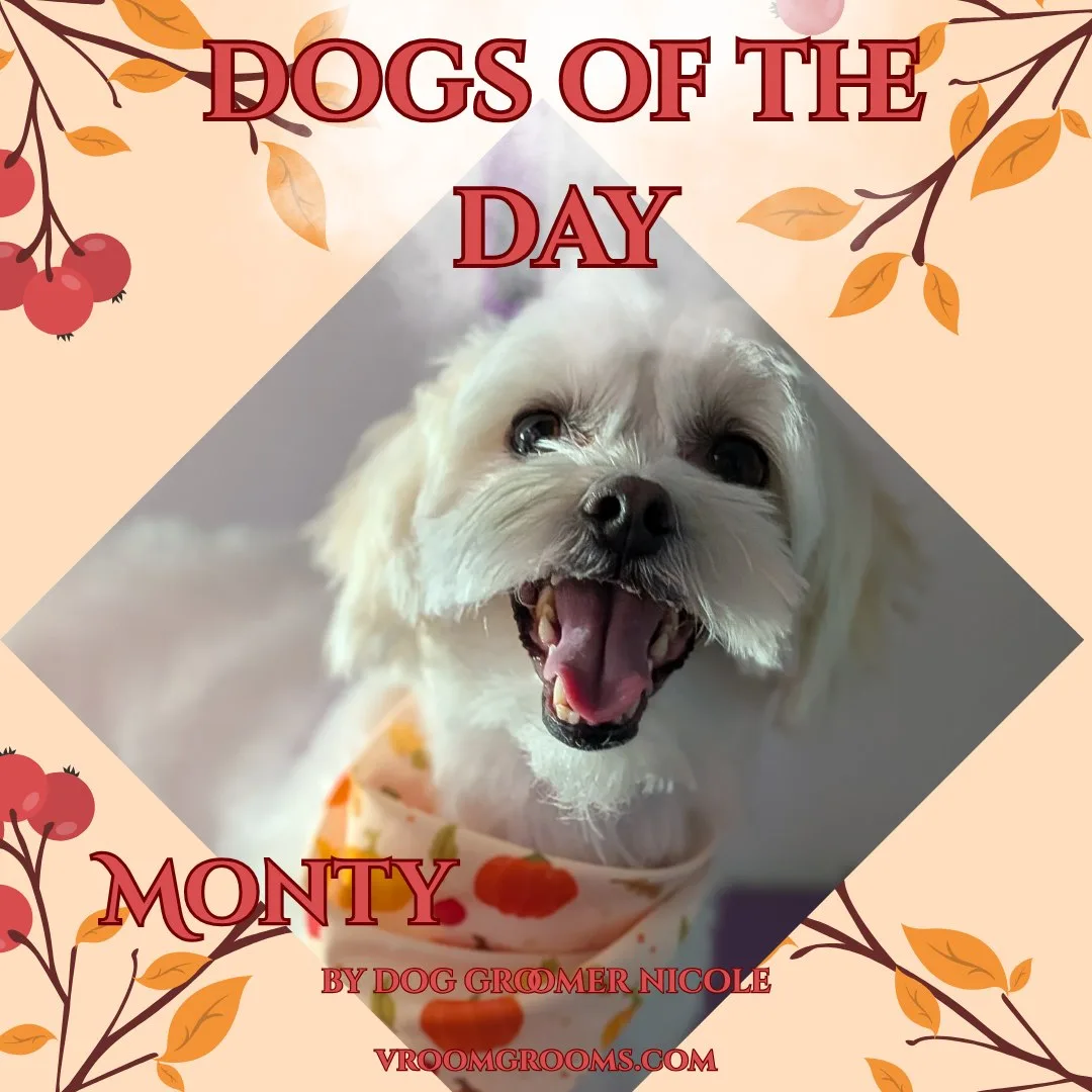 Monty, a fluffy white Maltese with floppy ears and dark eyes, tongue out, wearing a cream colored bandana with an orange fruit pattern.