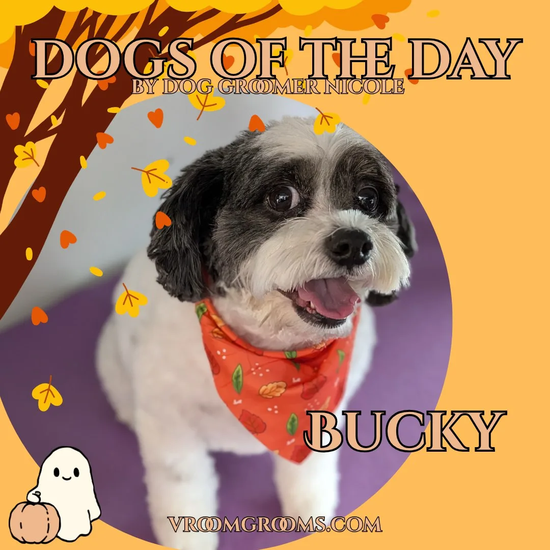 Bucky, a small white and charcoal grey curly coated cavapoo with floppy ears, tongue out, wearing an orange autumn leaf bandana.