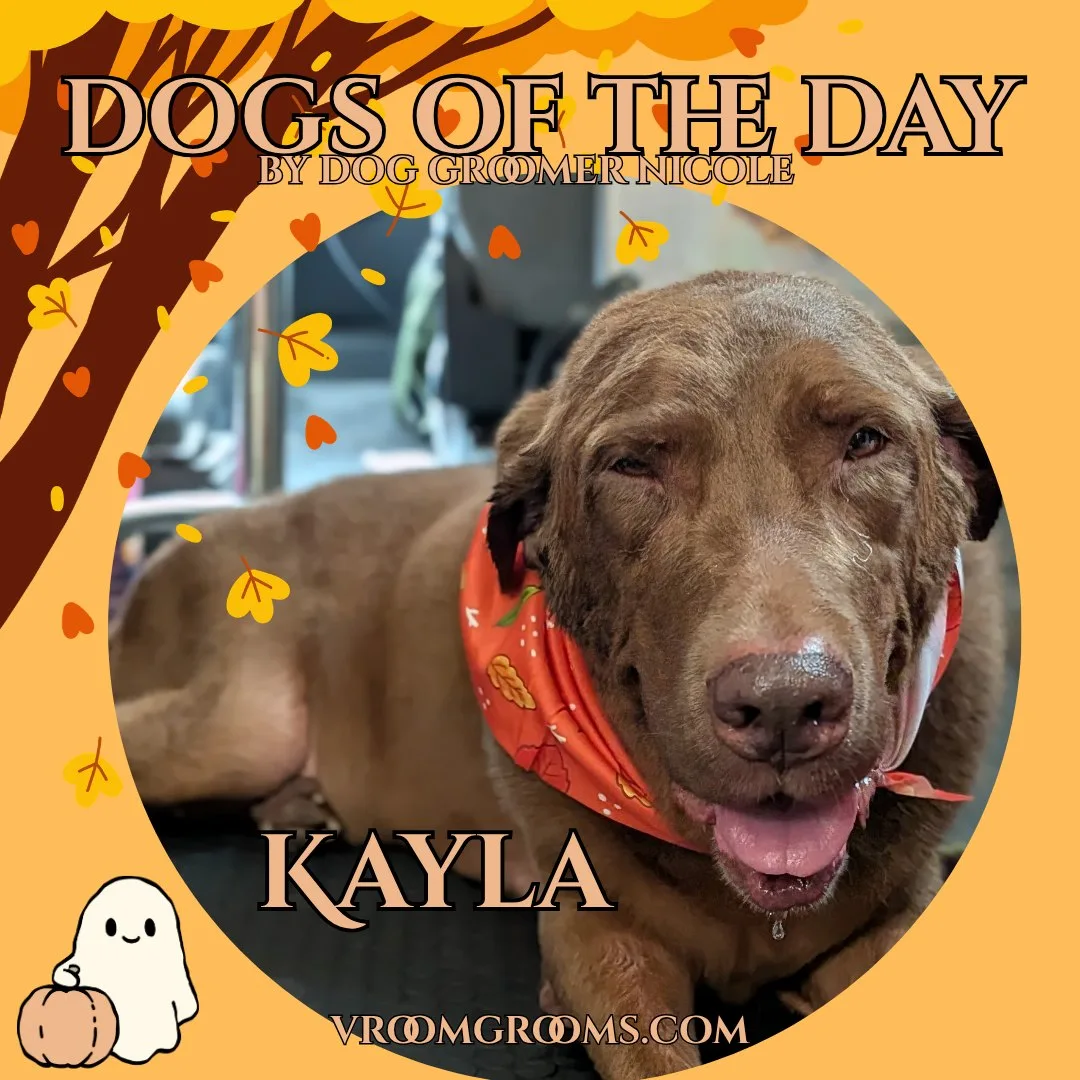 Kayla, a chocolate brown mastiff lab mix with a short wavy coat and floppy ears, tongue out, wearing an orange polka dot bandana.