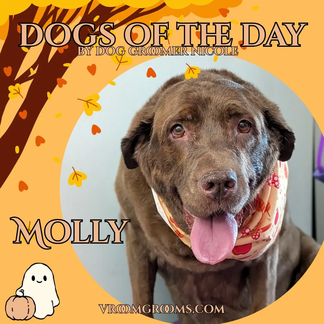 Molly, a chocolate brown mastiff lab mix with a short dense coat and floppy ears, tongue out, wearing a cream bandana with a red strawberry pattern.