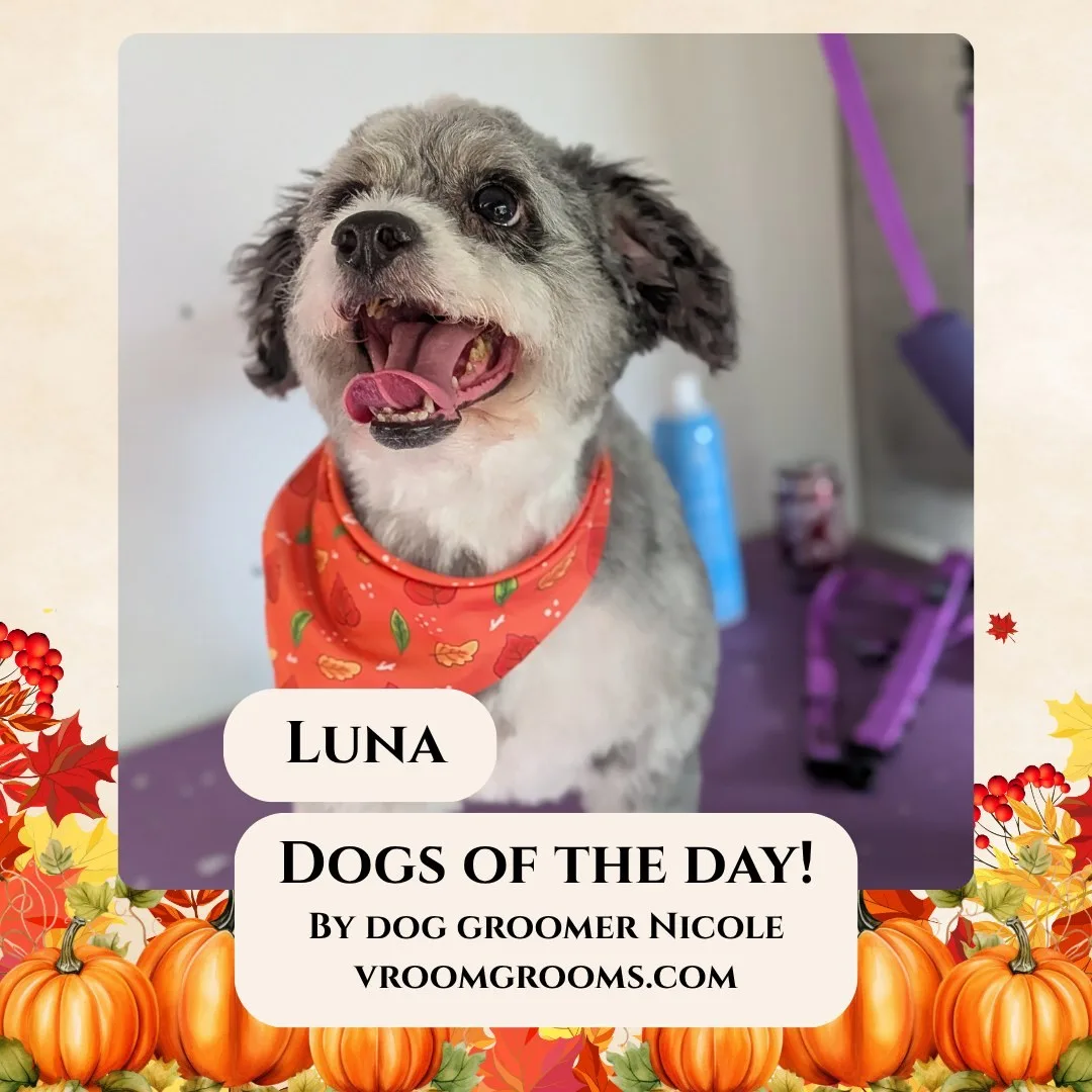 Luna, a small gray and white Mini Aussie Doodle with a short fluffy cut, sitting on the grooming table in an autumn print bandana.