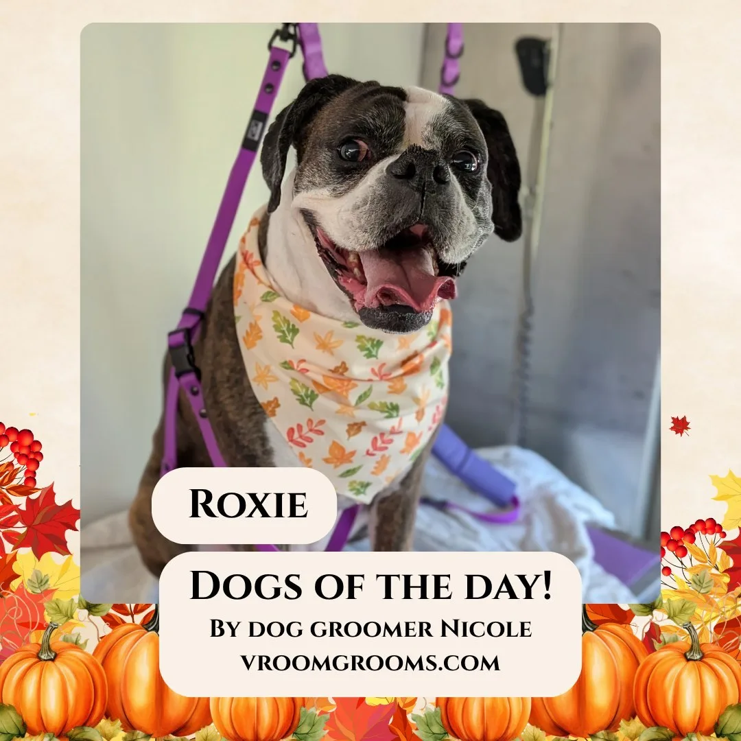 Roxie, a brindle and white Boxer with a white blaze, sitting on the grooming table in an autumn leaf bandana and purple harness.