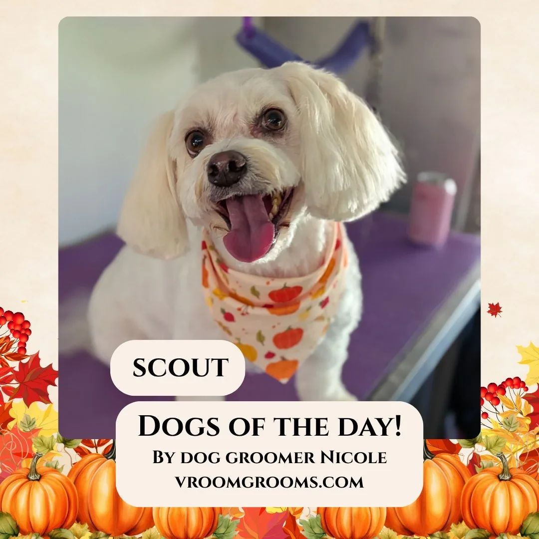 Scout, a cream-colored Havanese and Bichon mix with a fluffy wavy coat, sitting on the grooming table in an autumn pumpkin bandana.