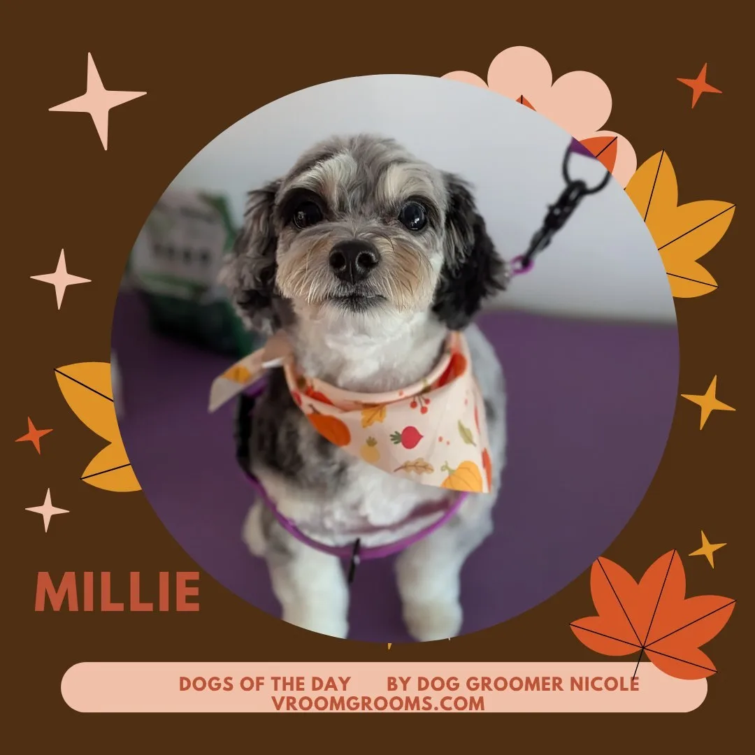 Millie, a small gray and white doodle with a soft wavy coat, wearing a cream bandana with an autumn pumpkin print and a purple harness.