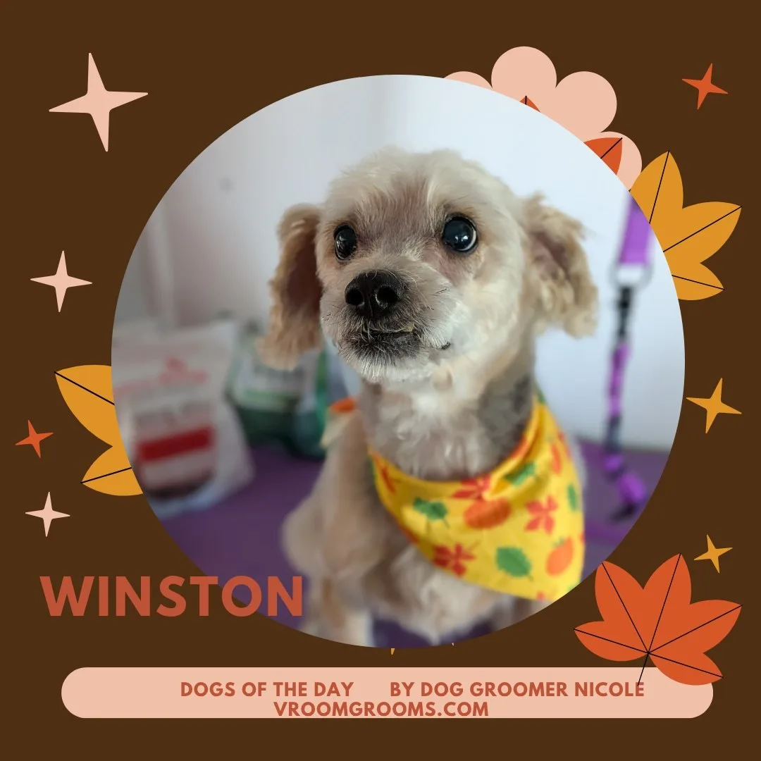 Winston, a small cream colored dog with a soft wavy coat, wearing a yellow bandana with an autumn pumpkin and leaf print.