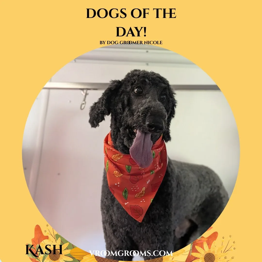 Kash, a black curly coated doodle with a dense woolly coat and floppy ears, wearing a red and orange bandana with an autumn leaf print.