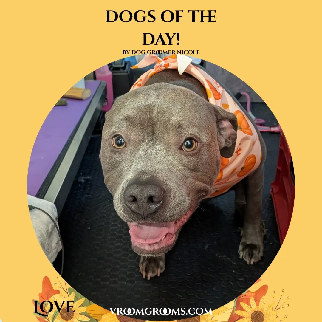 Love, a solid charcoal gray pit bull type dog with folded rose ears, standing on the grooming table in a peach bandana with an orange pumpkin print.