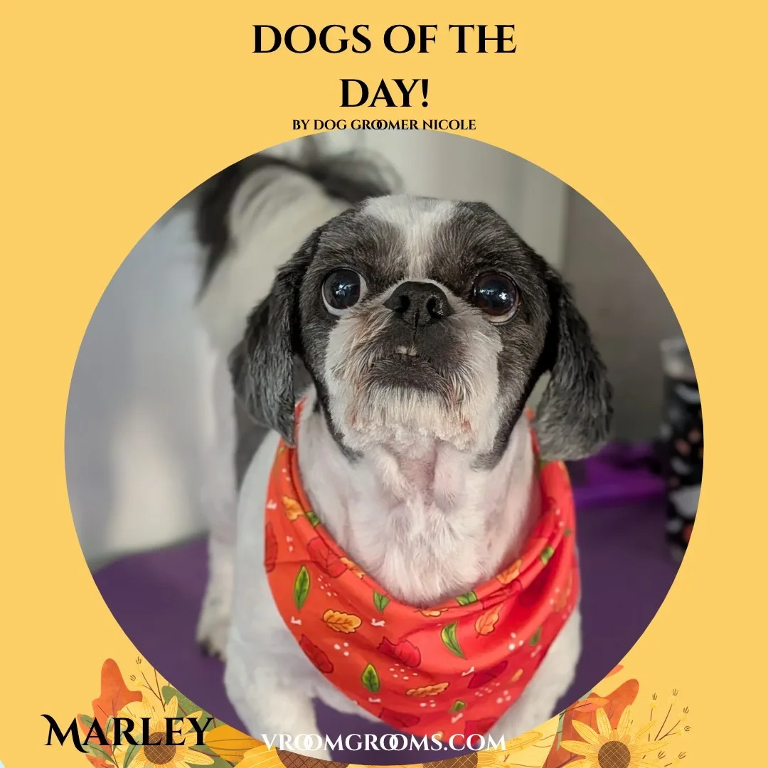 Marley, a small white and dark gray Shih Tzu with a dark facial mask and floppy ears, wearing a red bandana with an autumn leaf print.