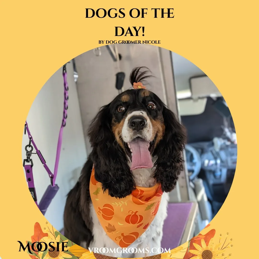 Moosie, a tricolor black white and tan English Springer Spaniel with long feathered ears and a small orange bow on top, wearing an orange pumpkin print bandana.