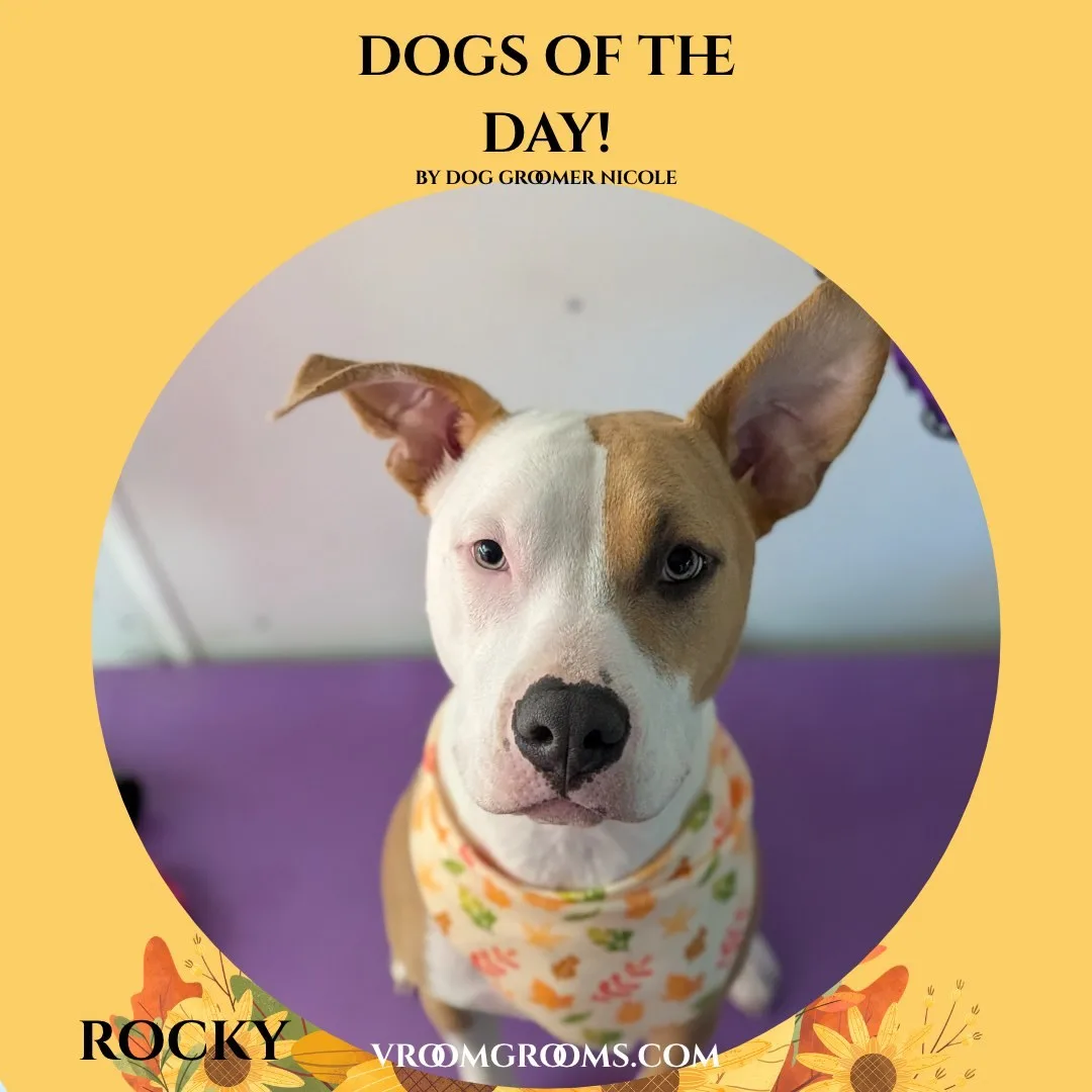 Rocky, a muscular white and tan pit bull type dog with a white blaze and mismatched ears, wearing a cream bandana with an autumn leaf print.