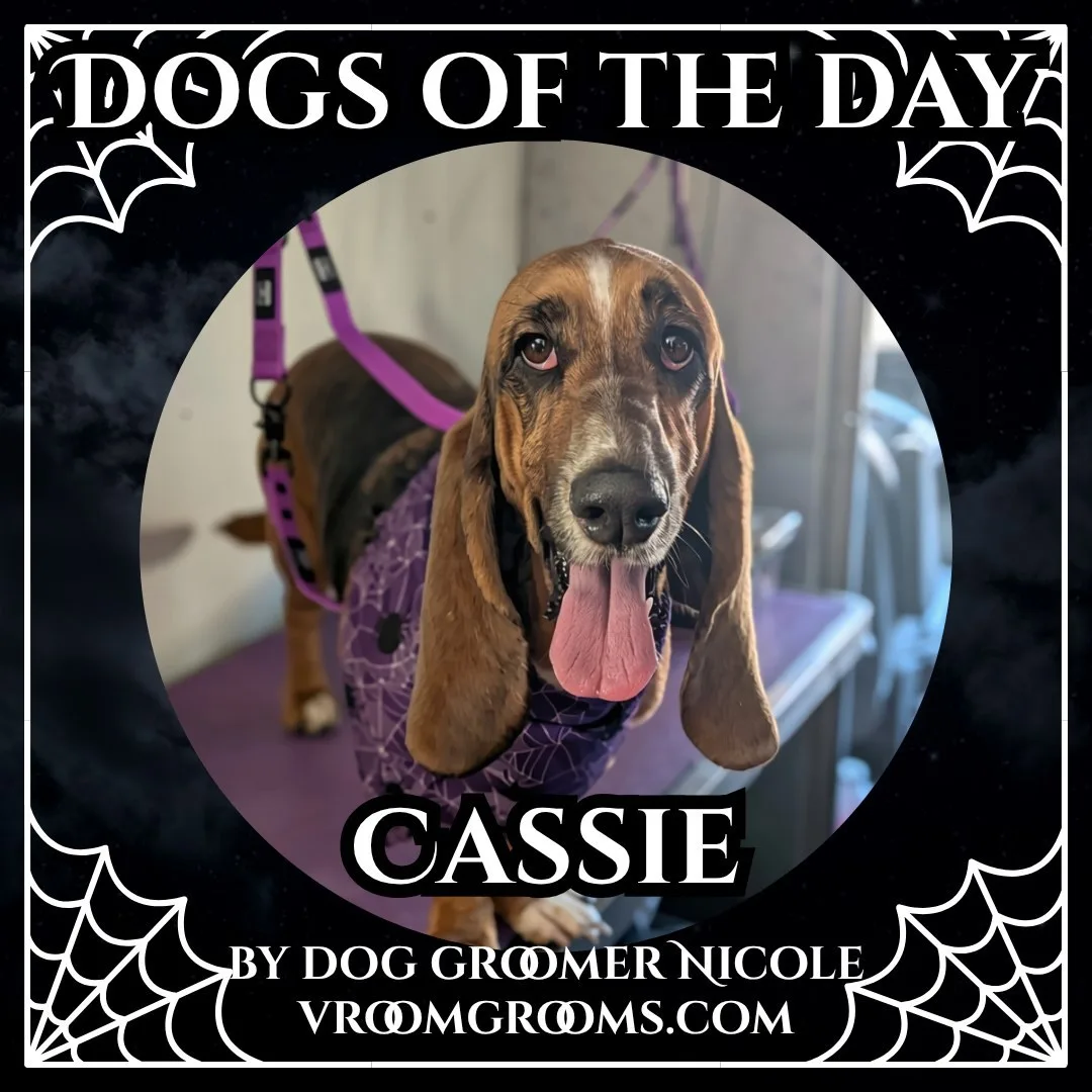 Cassie, a Basset Hound with long ears and a purple harness, wearing a patterned bandana with her tongue out.