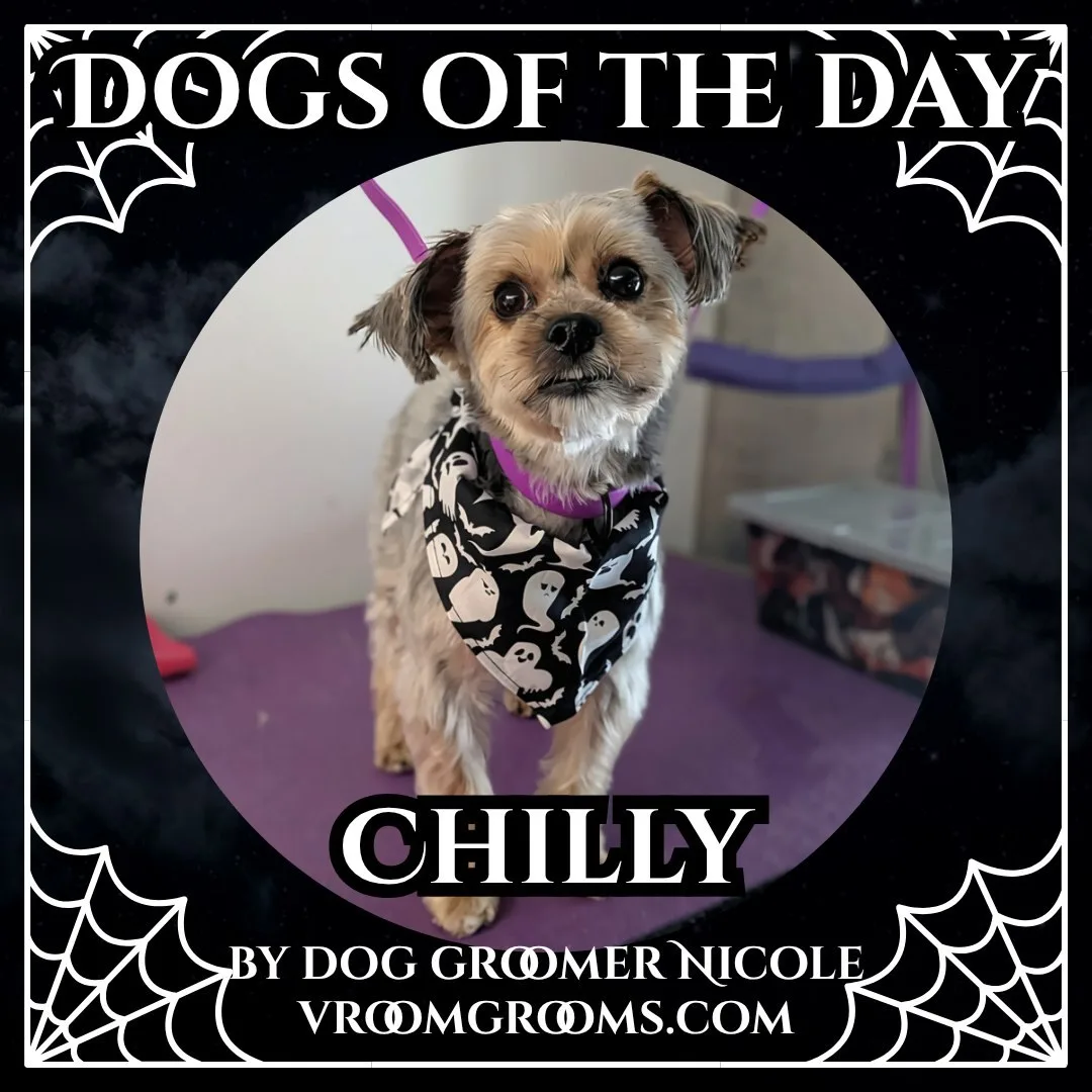 Chilly, a small Yorkie with a black bandana printed with white ghosts, sitting on the grooming table with a purple collar.