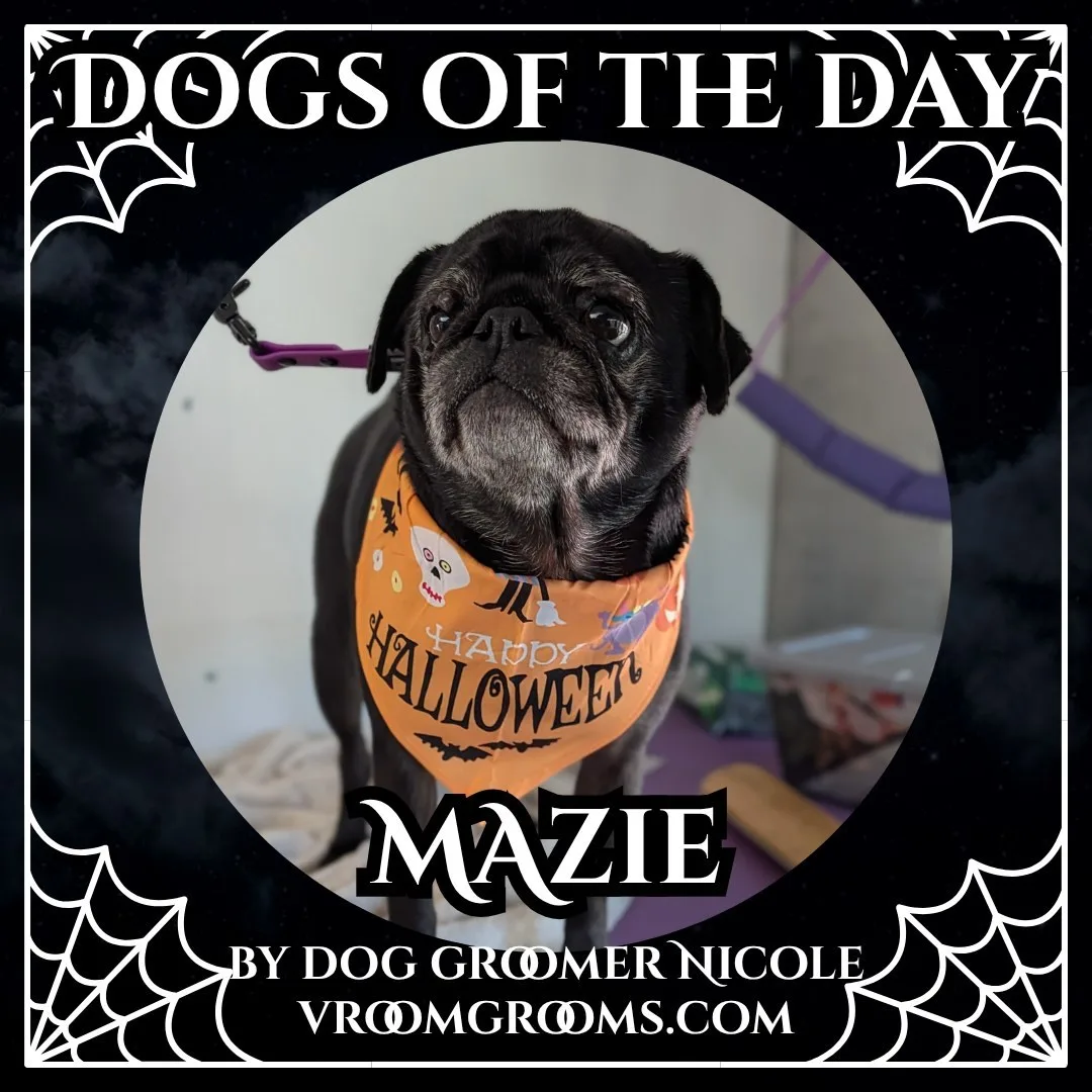 Mazie, a black pug wearing an orange Happy Halloween bandana with spooky motifs and a purple leash.