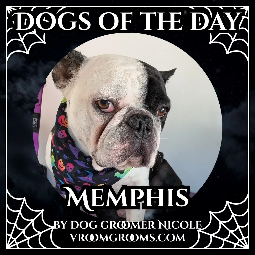 Memphis, a black and white French Bulldog wearing a Halloween bandana printed with skulls, pumpkins and bats.