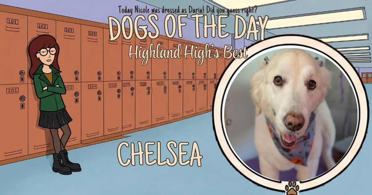 Chelsea, a cream colored retriever type dog with floppy ears, wearing a blue and orange patterned bandana.