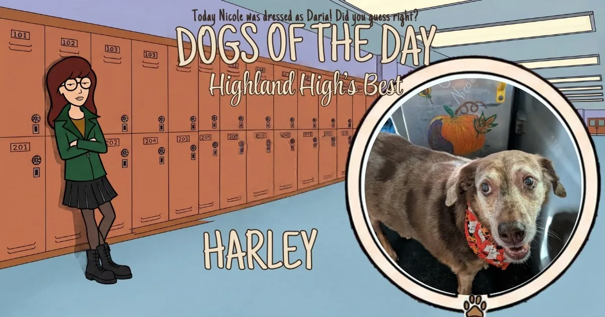 Harley, a brown brindle dog with drop ears, wearing a red bandana with a white pattern, photographed inside a vehicle.