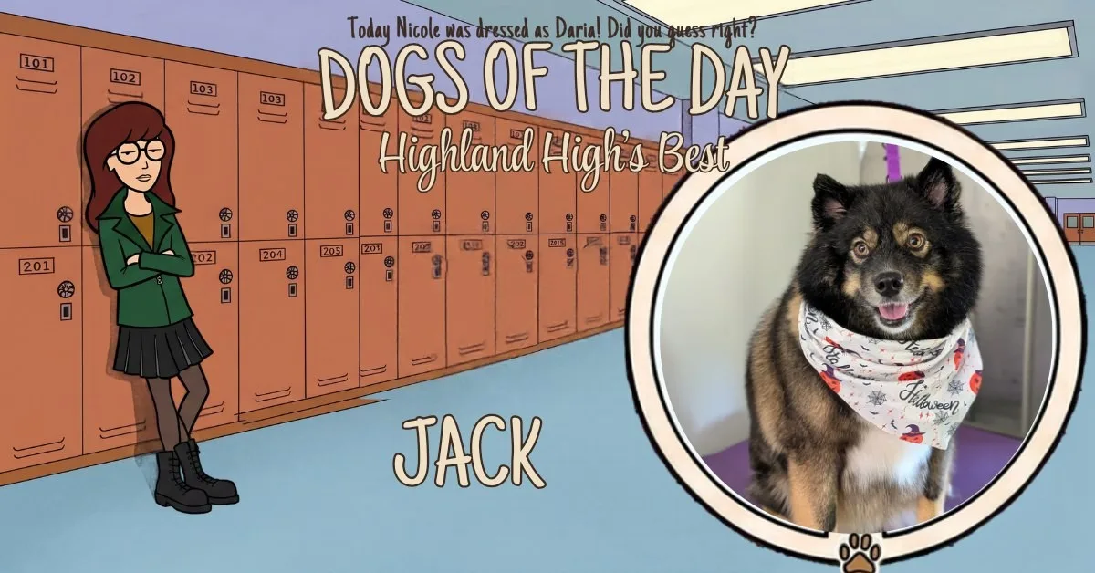 Jack, a black and tan fluffy dog with erect ears, wearing a Happy Halloween bandana printed with pumpkins and bats.