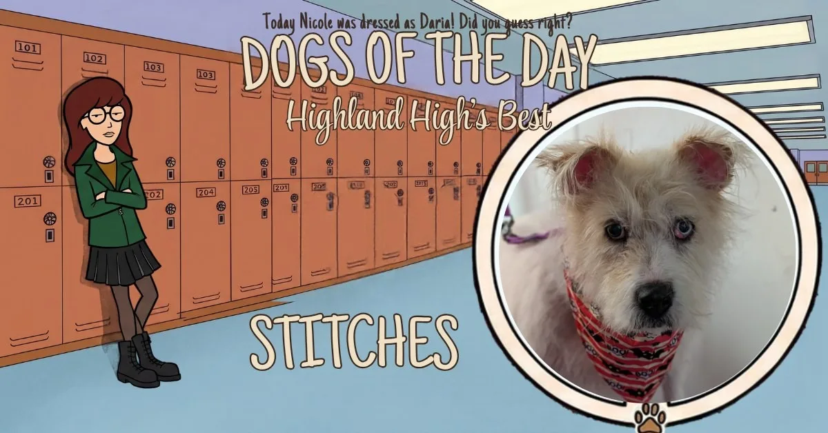 Stitches, a fluffy white dog with a red patterned bandana, shown in a circular portrait on the school hallway graphic.