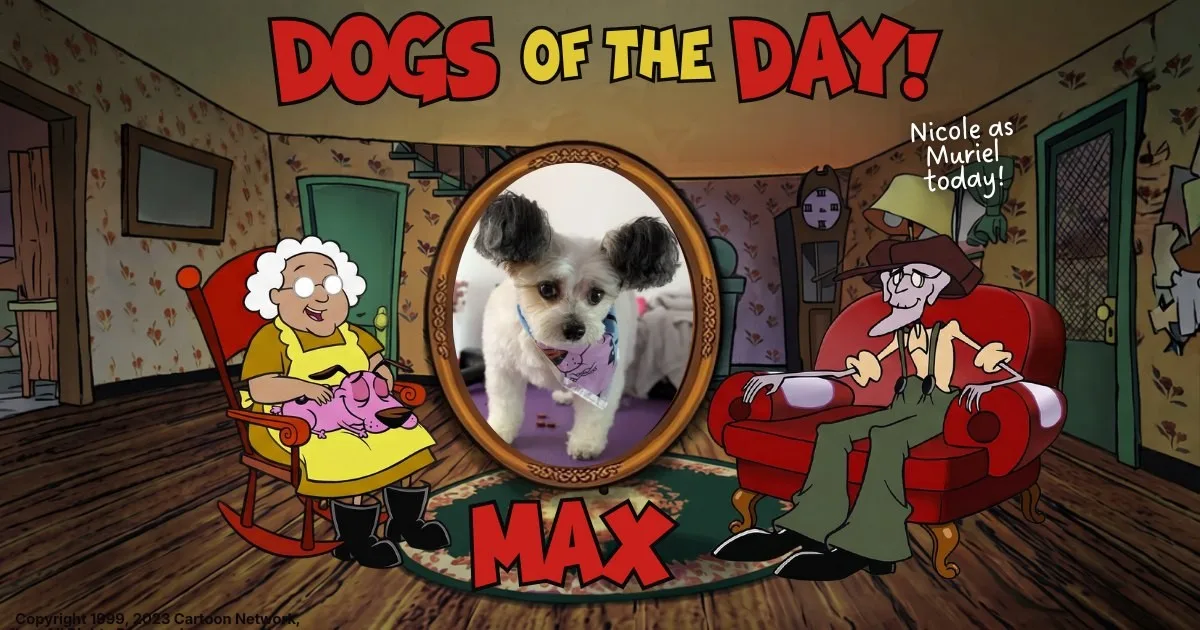 Max, a small white fluffy dog with dark fuzzy floppy ears, wearing a light lavender bandana.