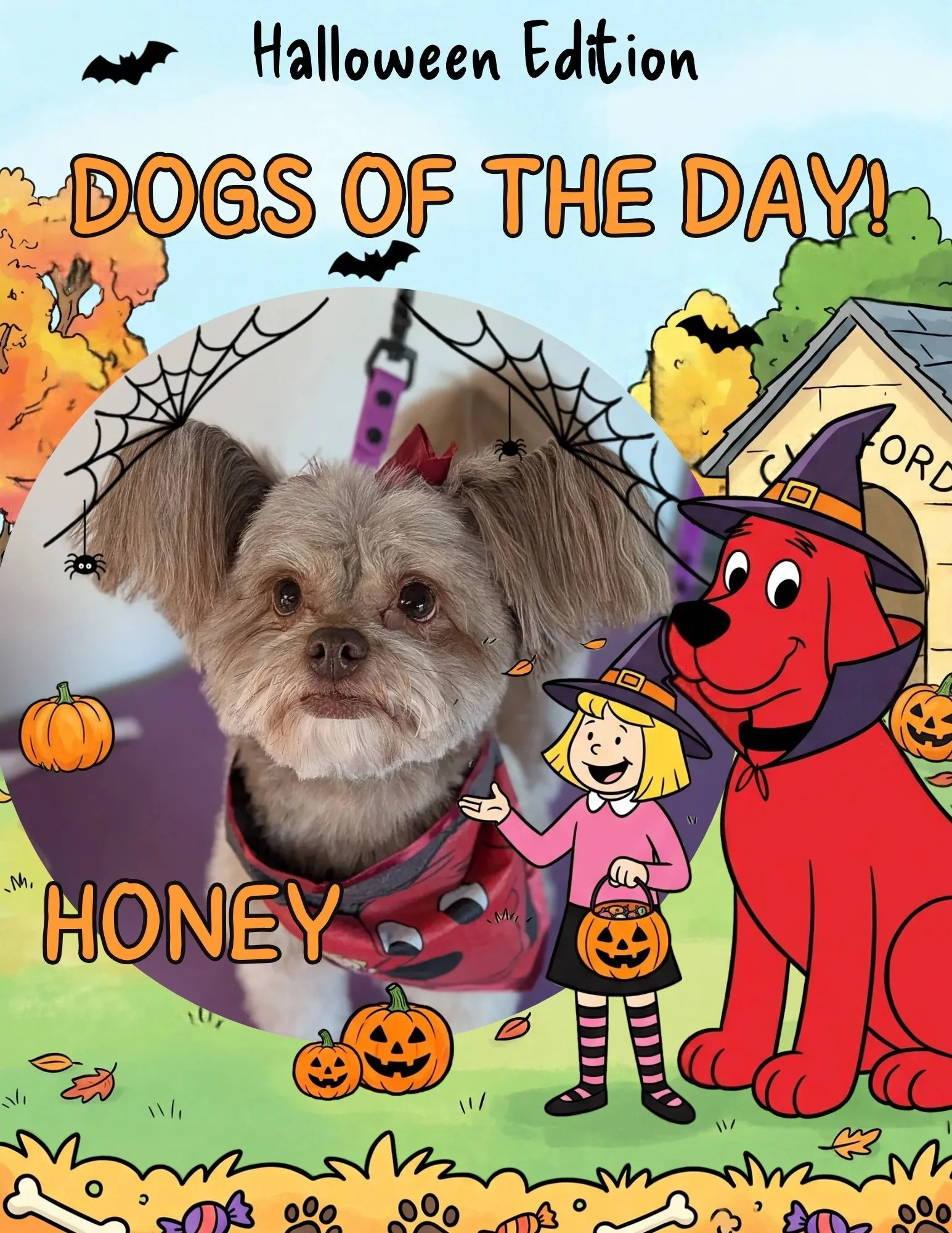 Honey, a small scruffy tan and gray dog with large floppy ears, wearing a red Halloween outfit and red bows.