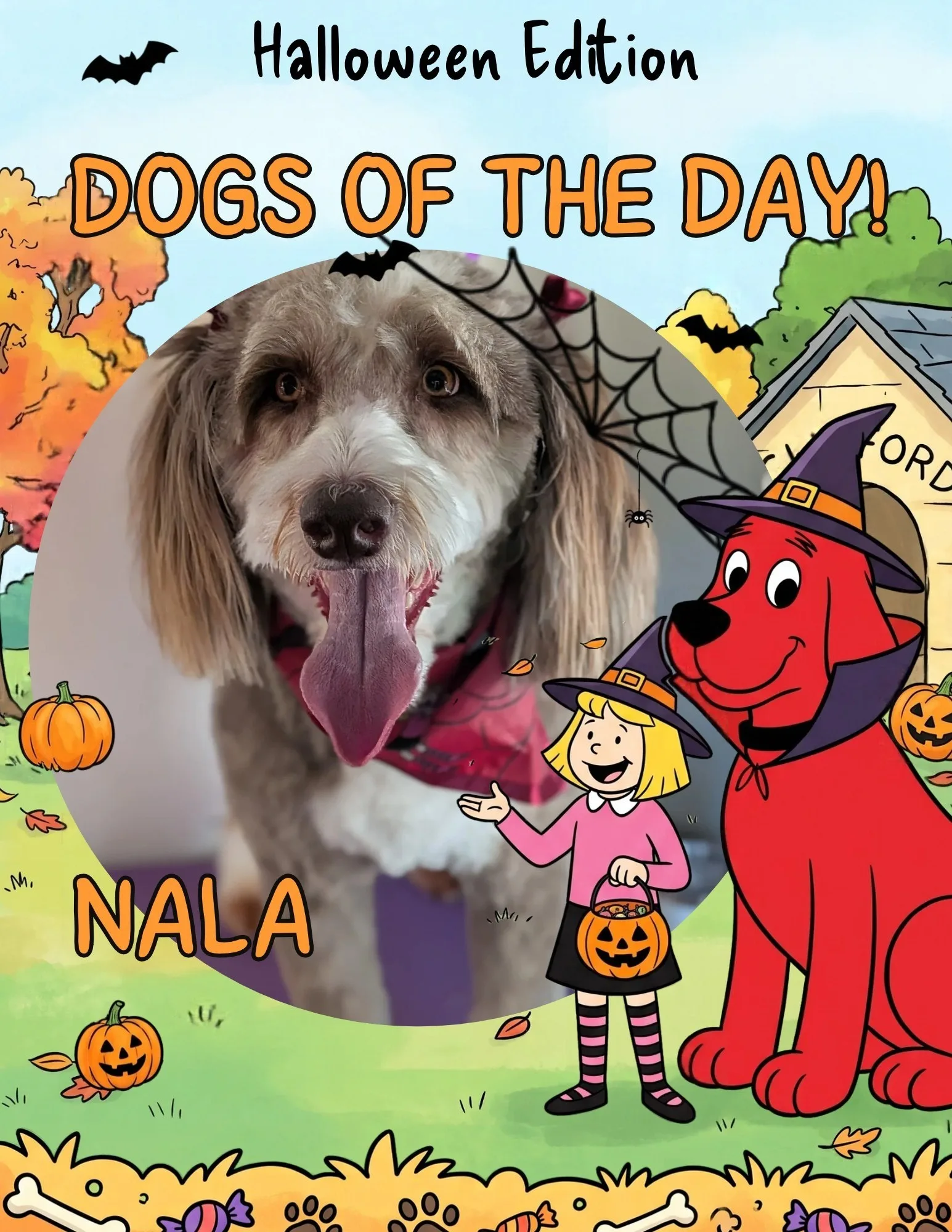 Nala, a shaggy gray and tan dog with long floppy ears and a soft wavy coat, wearing a red plaid bandana.