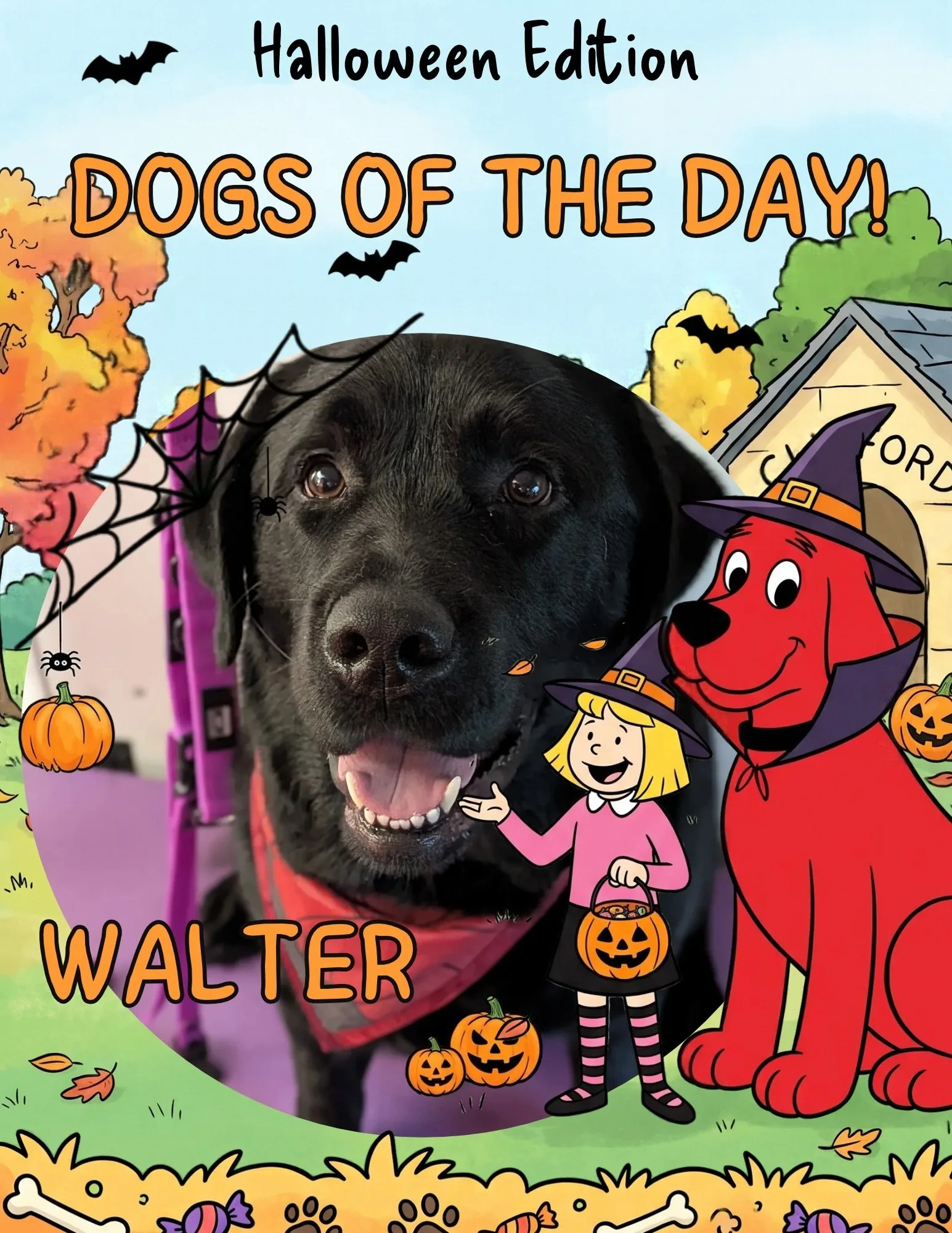 Walter, a black Labrador with a short shiny coat and floppy ears, wearing a red bandana with a dark edge.