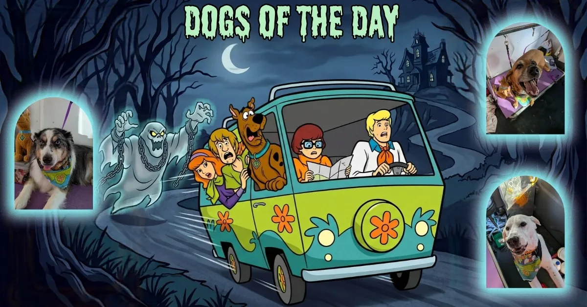Dogs of the Day: Thursday, October 29th