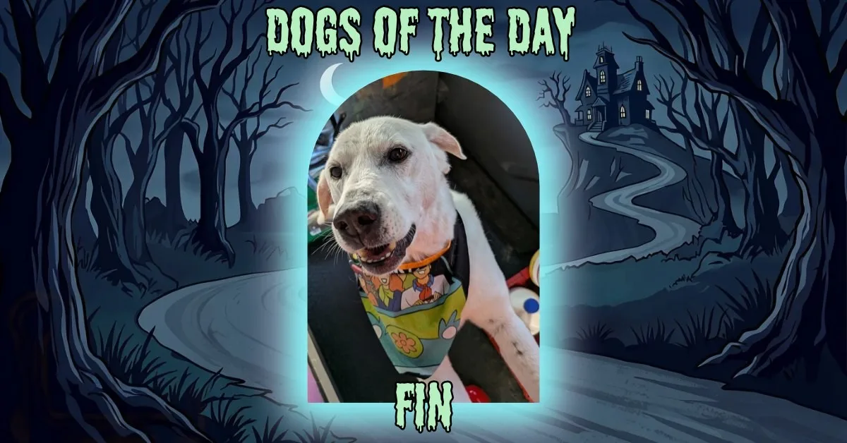 Fin, a mostly white dog with floppy ears, wearing an orange collar and a colorful Scooby-Doo print bandana.