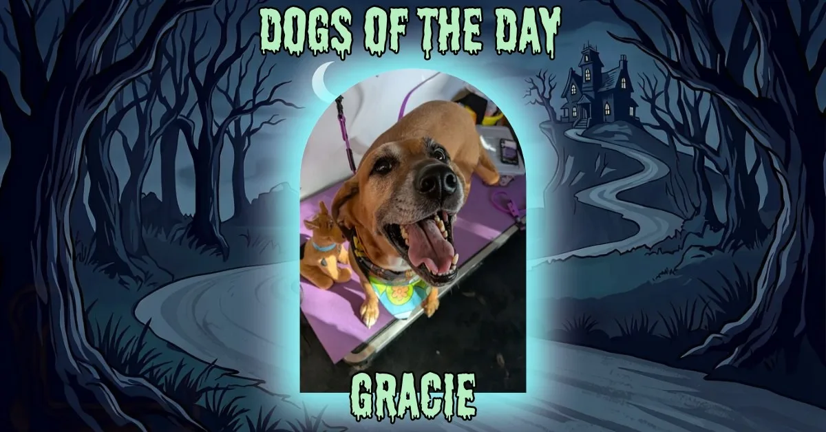 Gracie, a fawn colored short coated dog with a dark muzzle and floppy ears, wearing a turquoise bandana with yellow trim, lying on a purple mat.