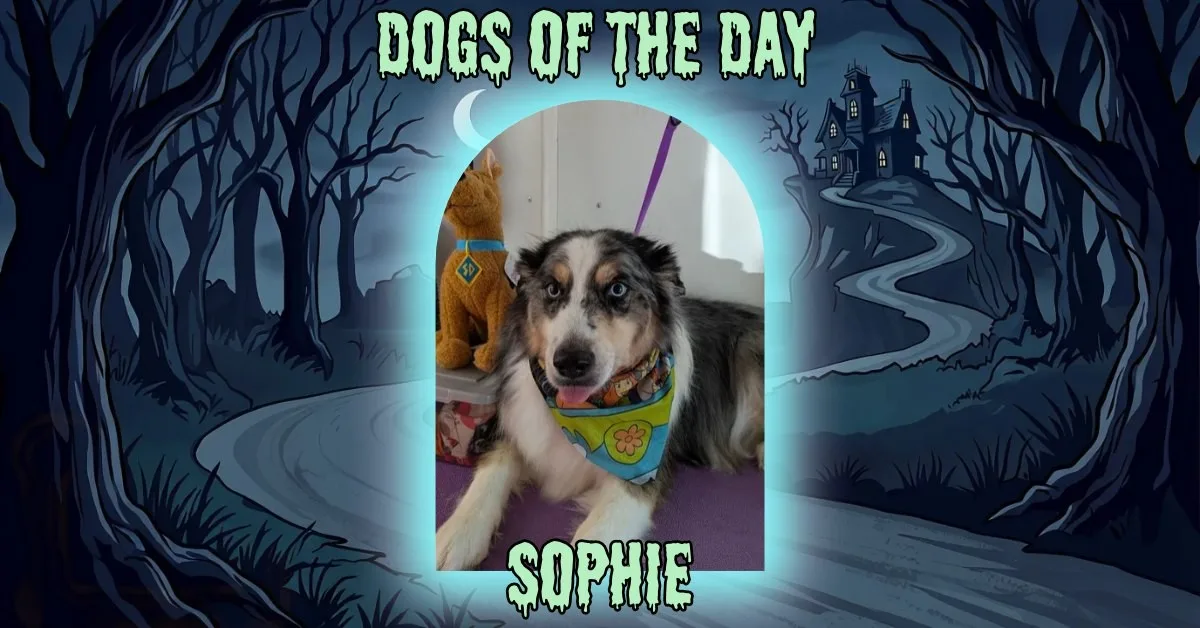 Sophie, a blue merle Australian Shepherd type dog with upright ears, wearing a blue bandana with a yellow flower, lying on a purple mat next to a plush cat.
