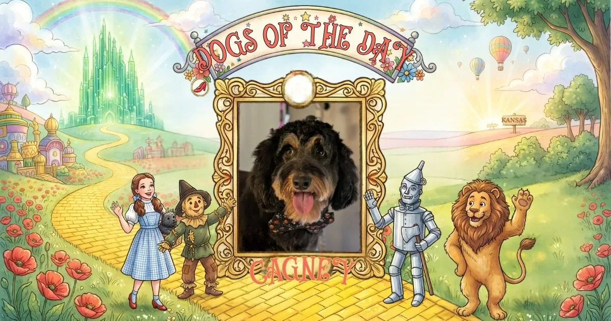 Cagney, a black curly coated mini doodle with floppy ears, wearing a patterned bandana, in a gold frame on a Wizard of Oz background.