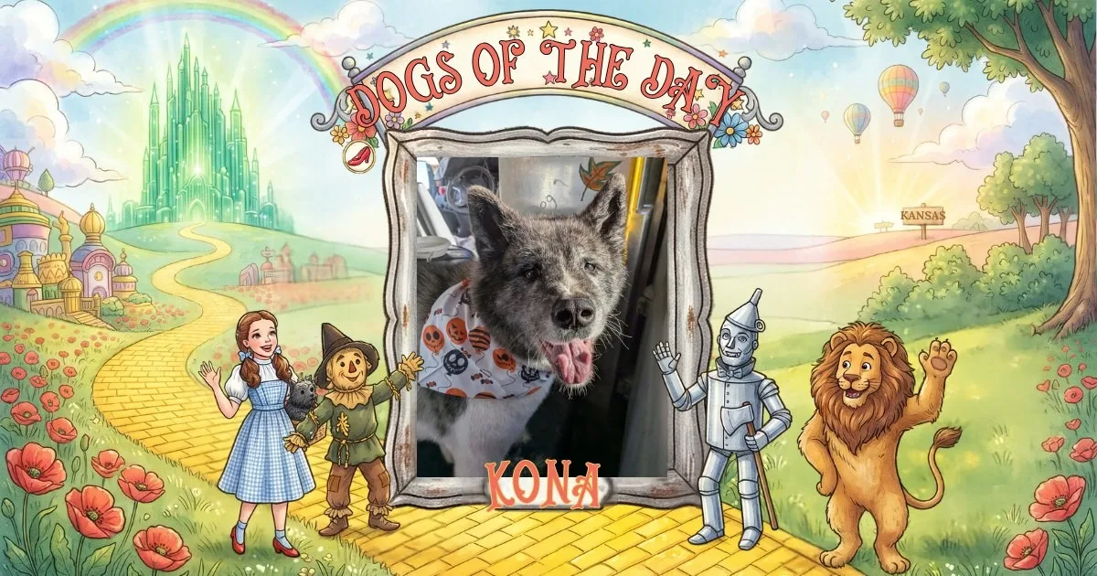 Kona, a large grizzled gray Akita with erect ears, wearing a white bandana printed with Halloween pumpkins and skulls.