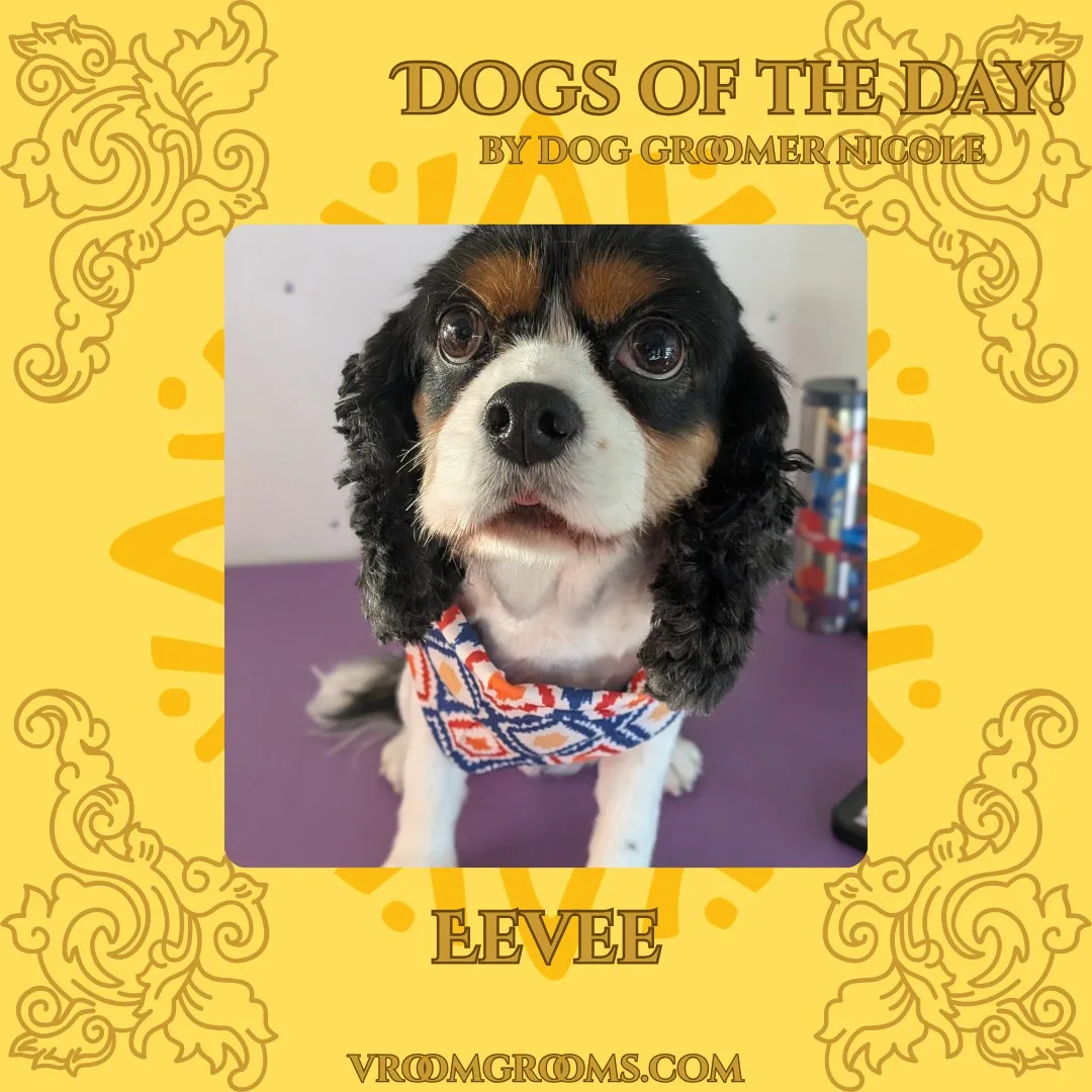 Eevee the tricolor Cavalier King Charles Spaniel wearing a blue and orange geometric bandana, sitting on the purple grooming table on the branded Dogs Of The Day graphic by dog groomer Nicole, vroomgrooms.com