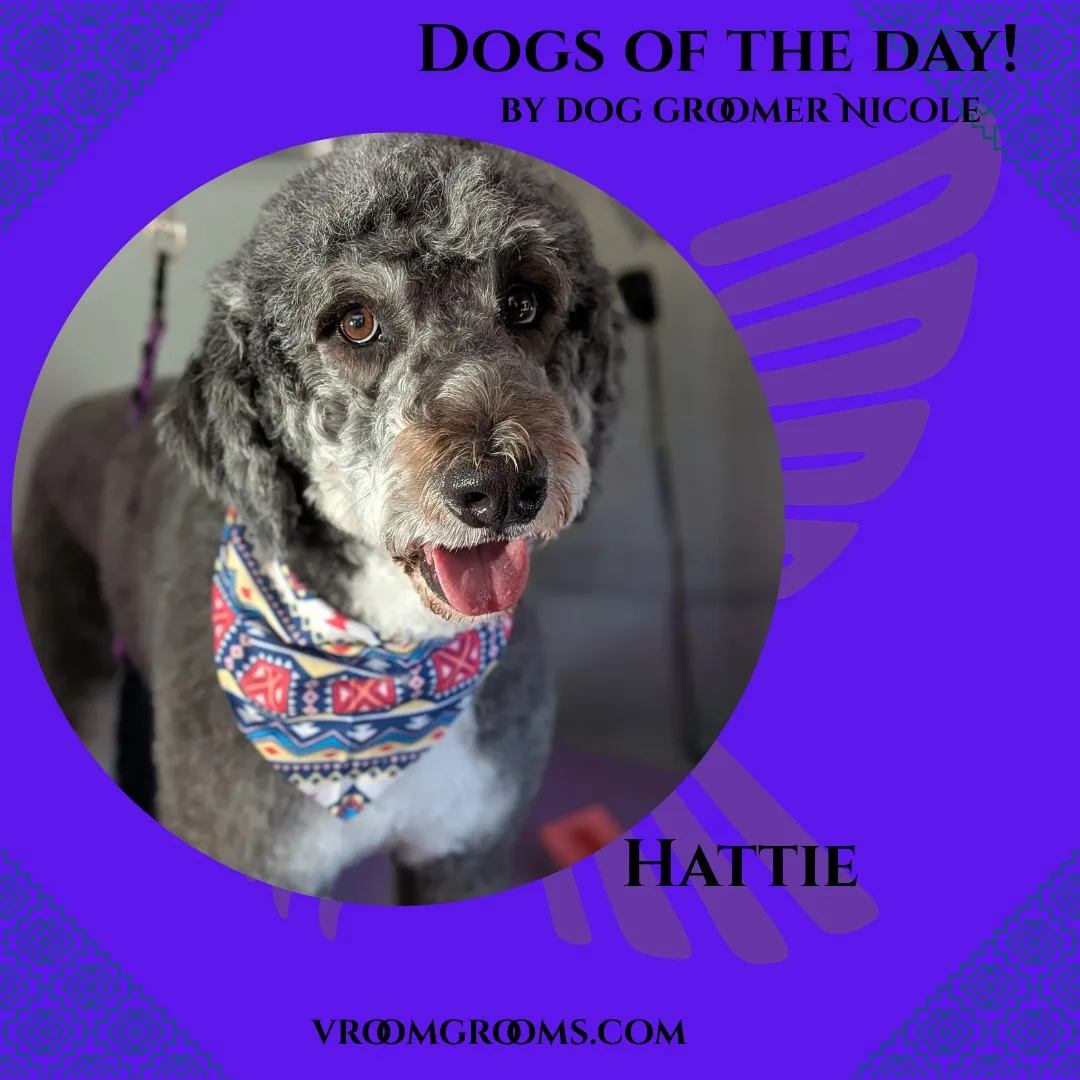 Hattie the gray curly-coated Bernedoodle with her tongue out, wearing a colorful geometric bandana, on the branded Dogs Of The Day graphic by dog groomer Nicole, vroomgrooms.com