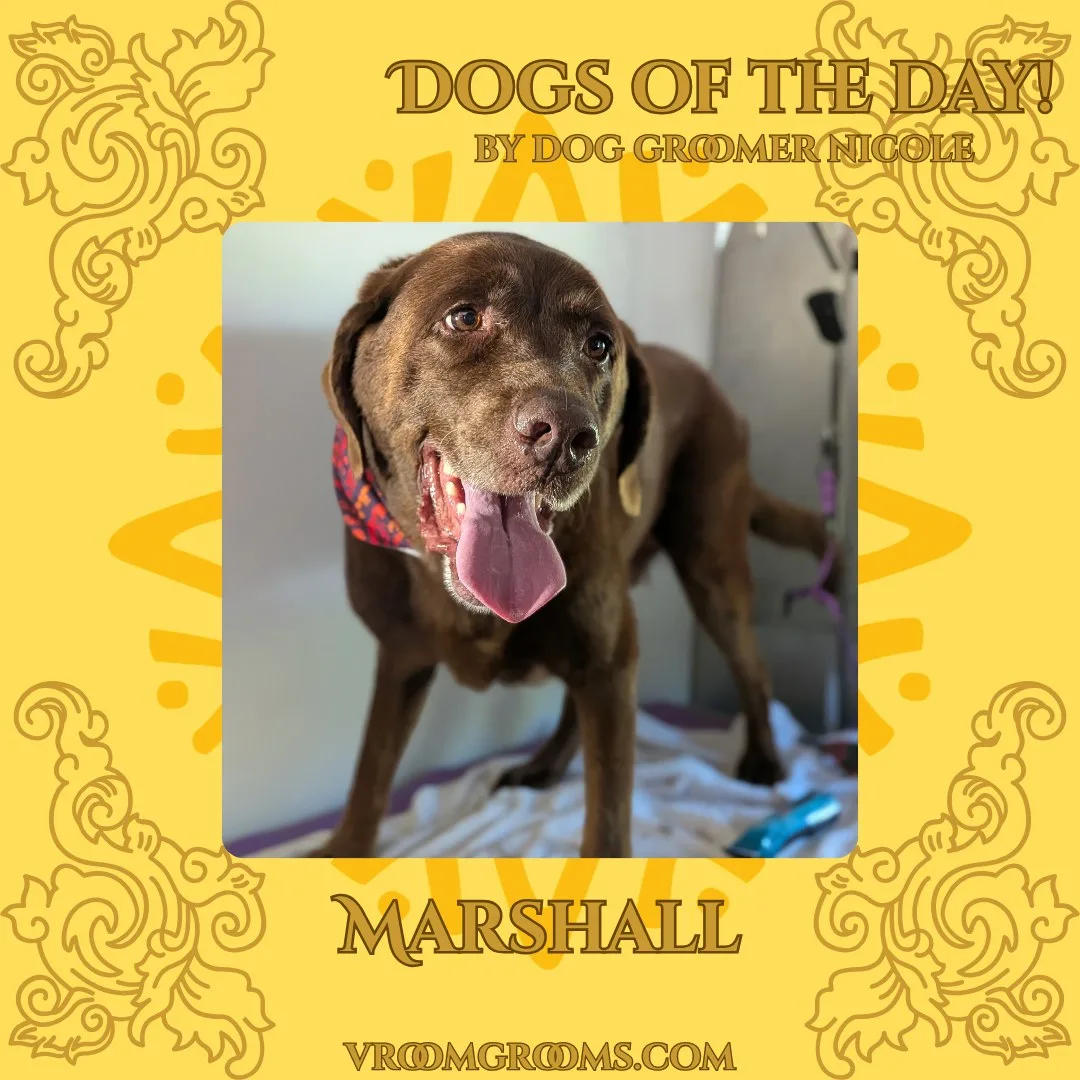 Marshall the chocolate Labrador wearing a red patterned bandana, panting with his tongue out on the grooming table on the branded Dogs Of The Day graphic by dog groomer Nicole, vroomgrooms.com