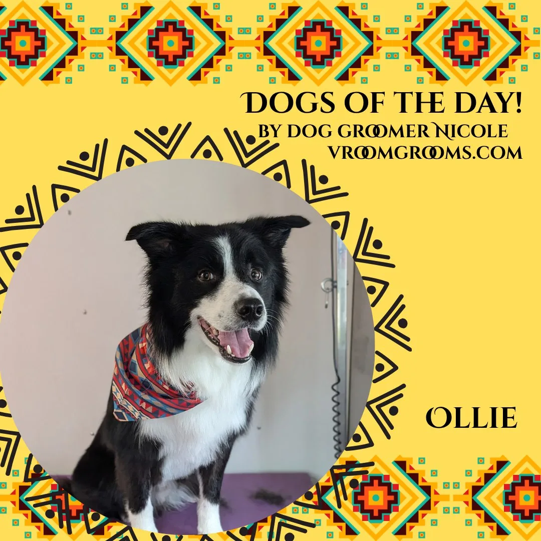 Ollie the black and white Border Collie wearing a colorful geometric bandana, shown on the Dogs Of The Day graphic by dog groomer Nicole, vroomgrooms.com