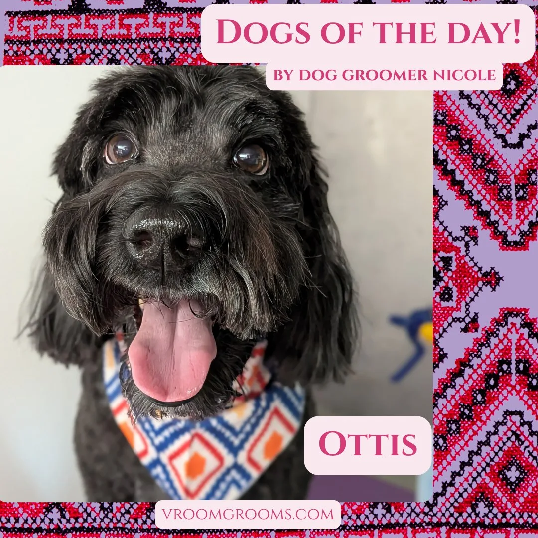 Ottis, a black shaggy-coated doodle with floppy ears and his tongue out, wearing a blue and orange geometric bandana
