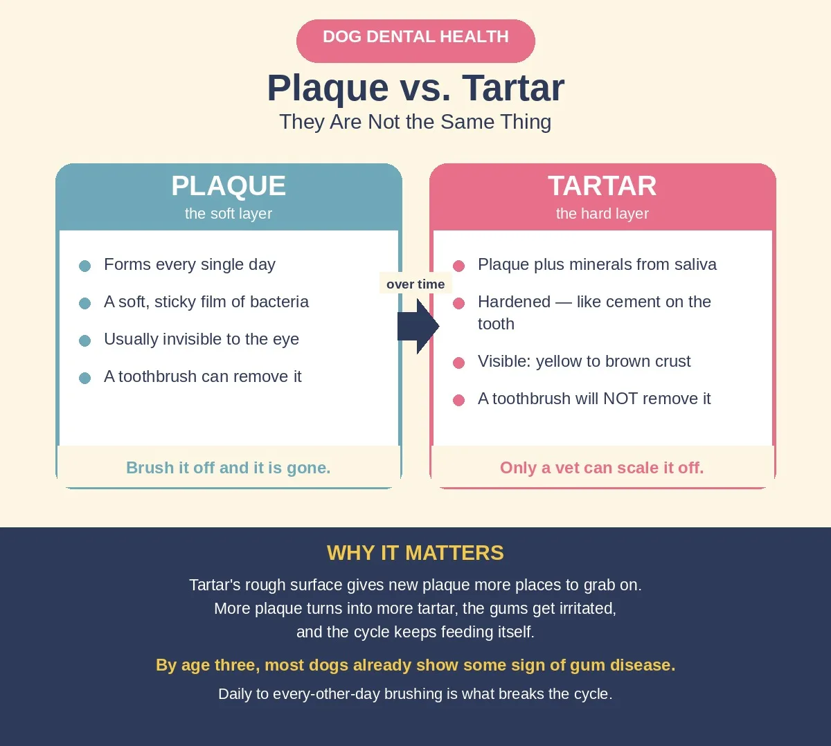 The Brown Buildup on Your Dog’s Teeth: Plaque vs. Tartar and Why the Difference Matters