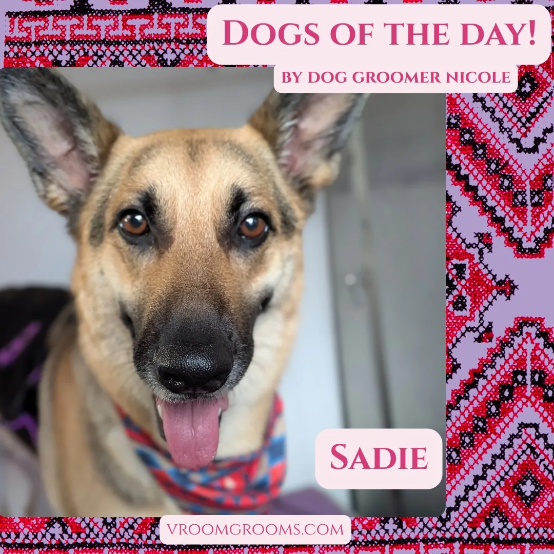 Sadie, a smaller German Shepherd with tan and black markings, erect ears, and her tongue out, wearing a red plaid bandana