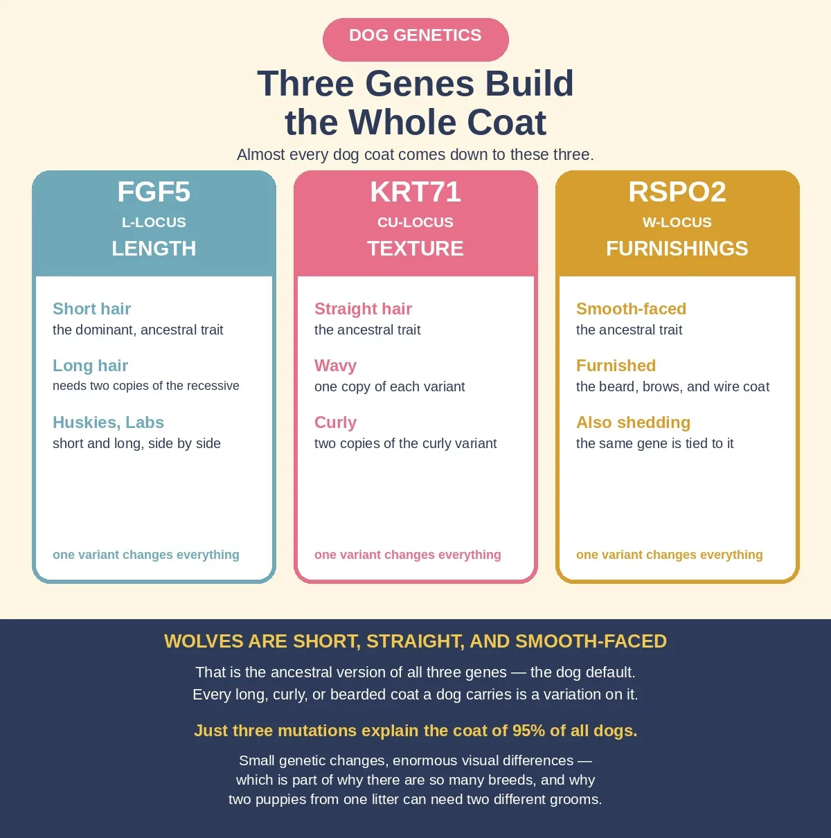 Three Genes, One Coat: How Dog Genetics Actually Decides What Grows