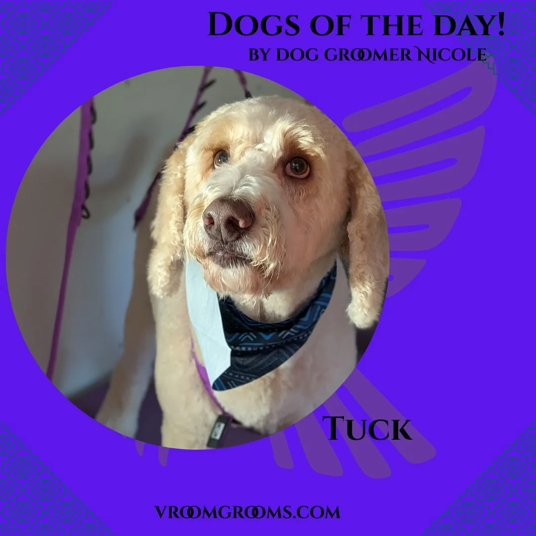 Tuck the cream Australian Labradoodle wearing a blue geometric bandana and white bib, with purple harness straps, on the branded Dogs Of The Day graphic by dog groomer Nicole, vroomgrooms.com